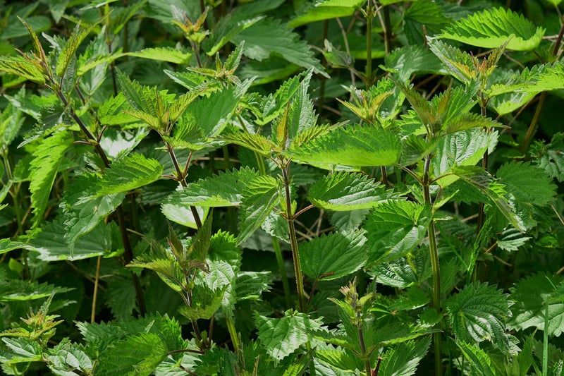 Tin Can Herb Garden